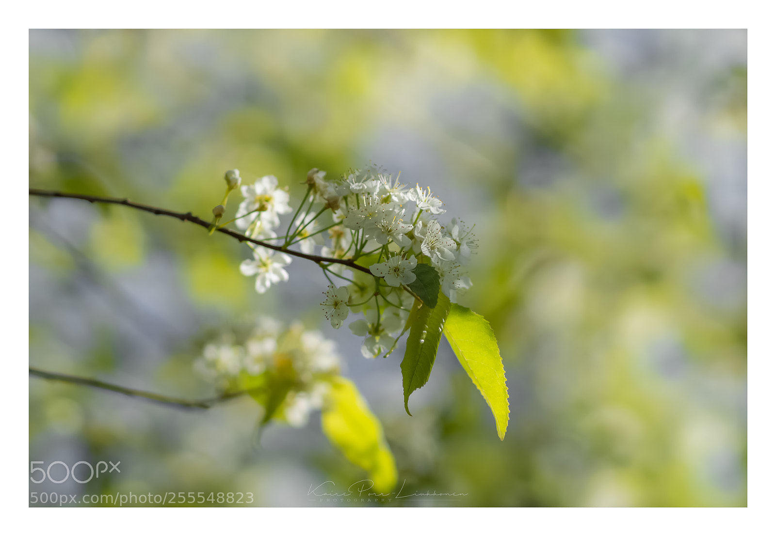Sony SLT-A77 sample photo. Spring photography