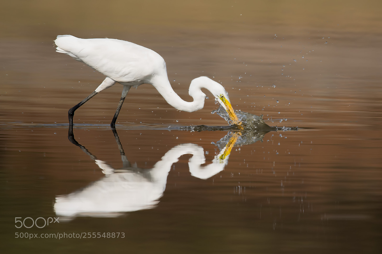 Canon EOS 700D (EOS Rebel T5i / EOS Kiss X7i) sample photo. Great egret fishing photography