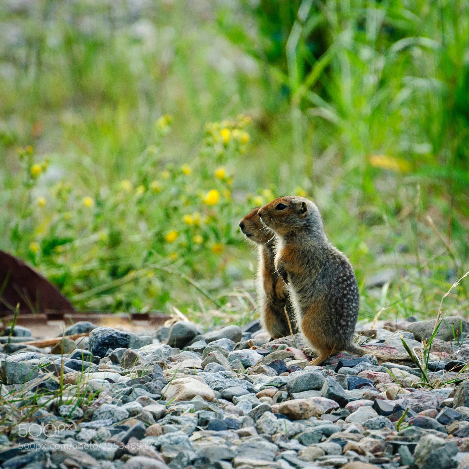 Nikon D60 sample photo. Untitled photography