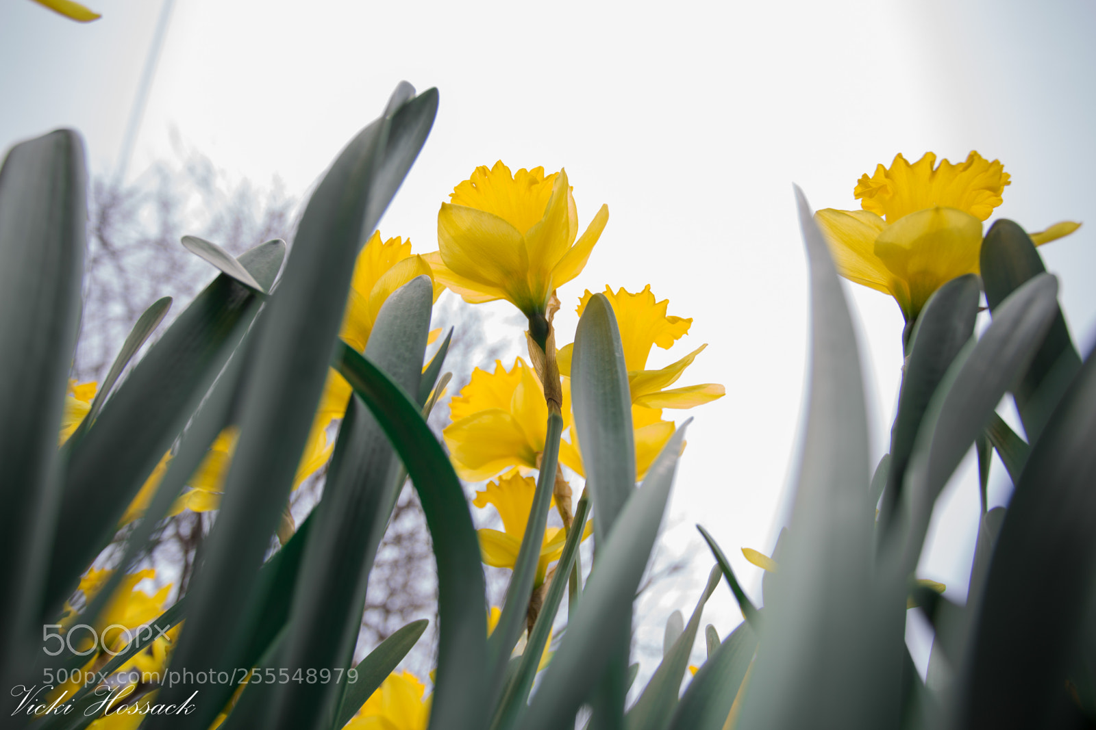 Canon EOS 6D sample photo. Dafodil photography