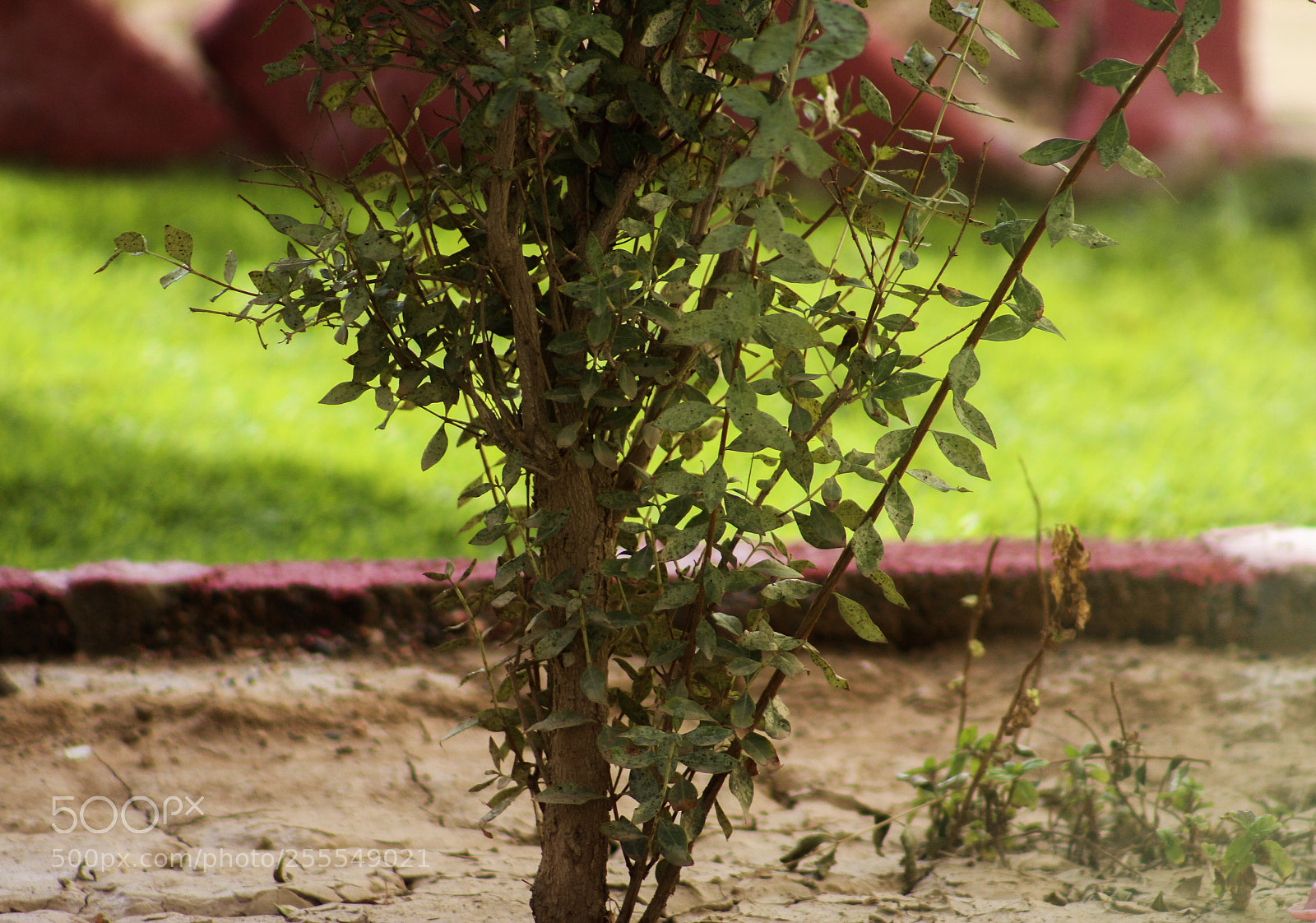 Canon EOS 1200D (EOS Rebel T5 / EOS Kiss X70 / EOS Hi) sample photo. Instagram : theladyethar  photography