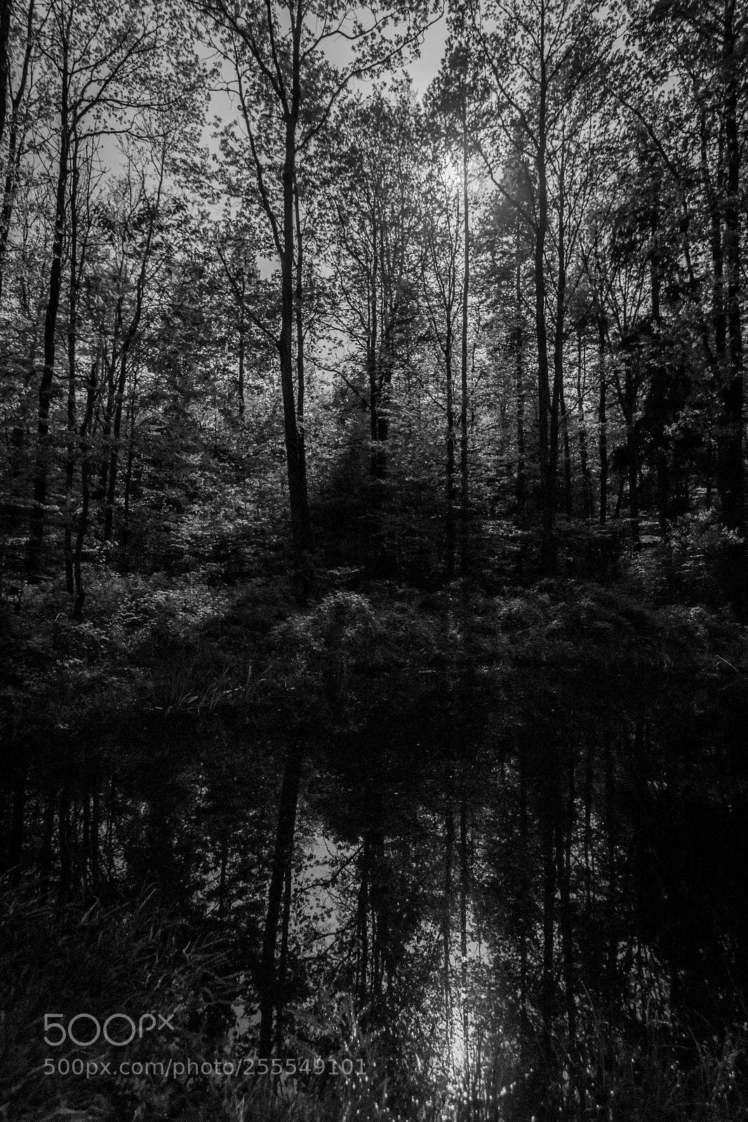 Canon EOS 80D sample photo. Dark cold forest photography
