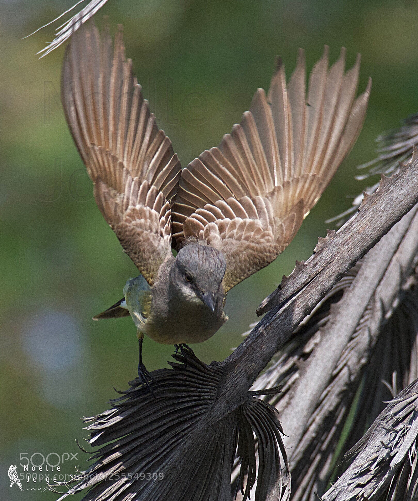 Nikon D500 sample photo. Wing up photography