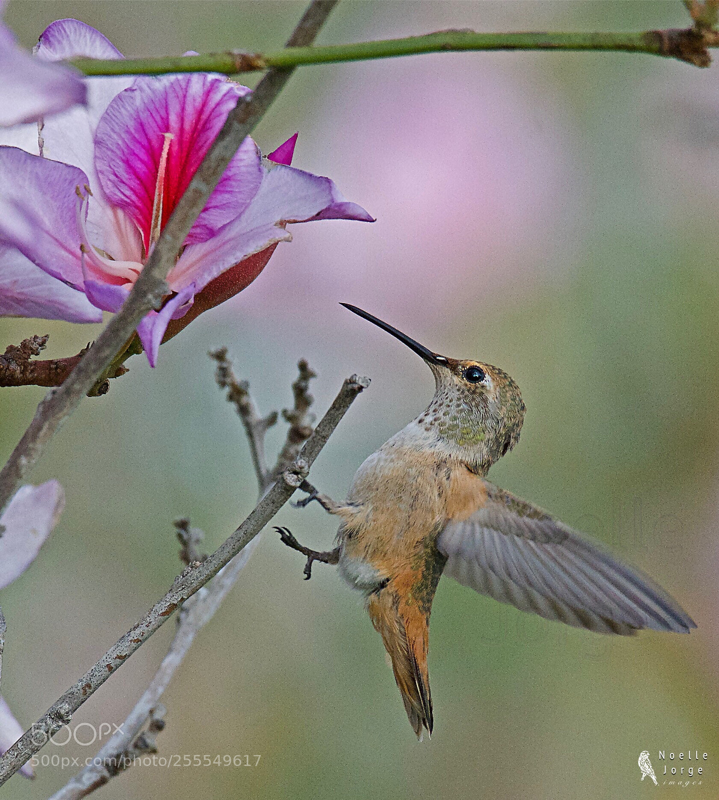 Nikon D500 sample photo. Hanging on photography