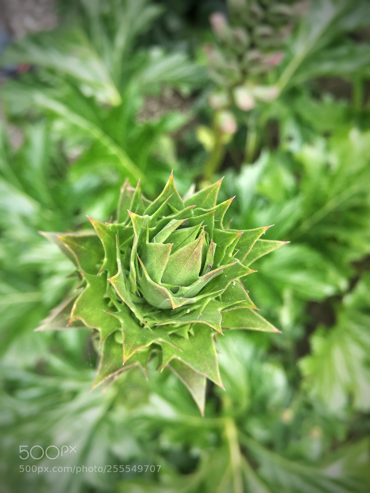 Apple iPhone 6 sample photo. Flower  photography