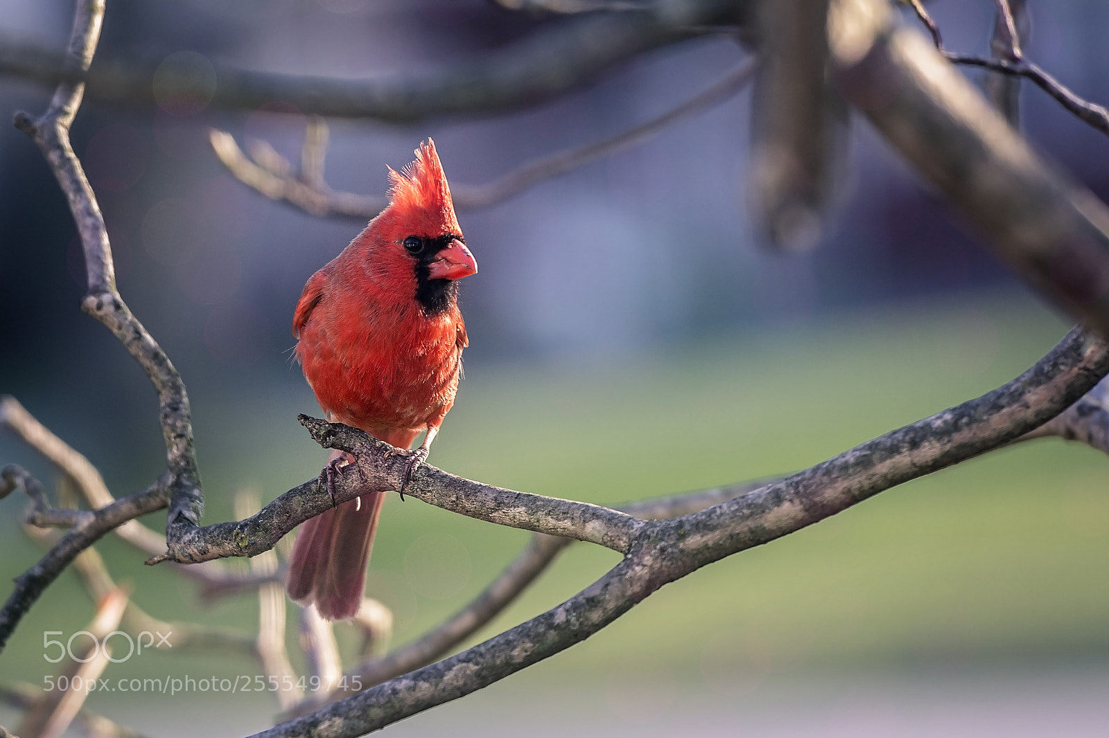 Nikon D7100 sample photo. Spring cardinal photography