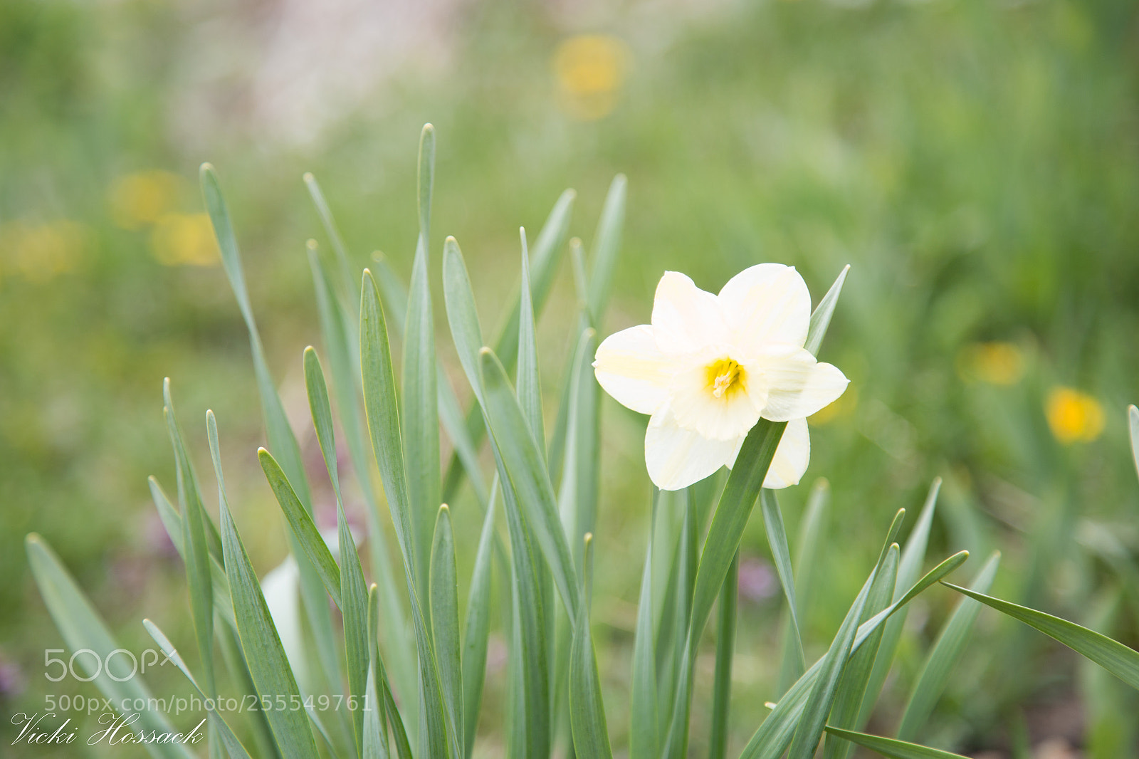 Canon EOS 6D sample photo. Morning dafodil photography