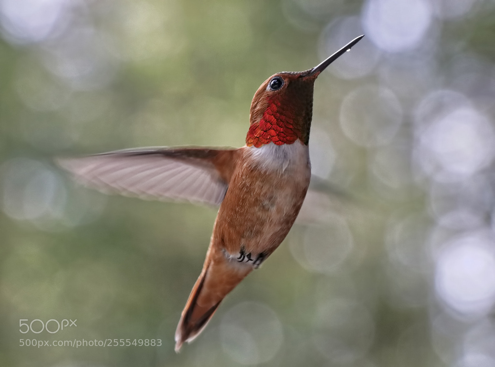 Canon EOS 80D sample photo. April humming bird photography