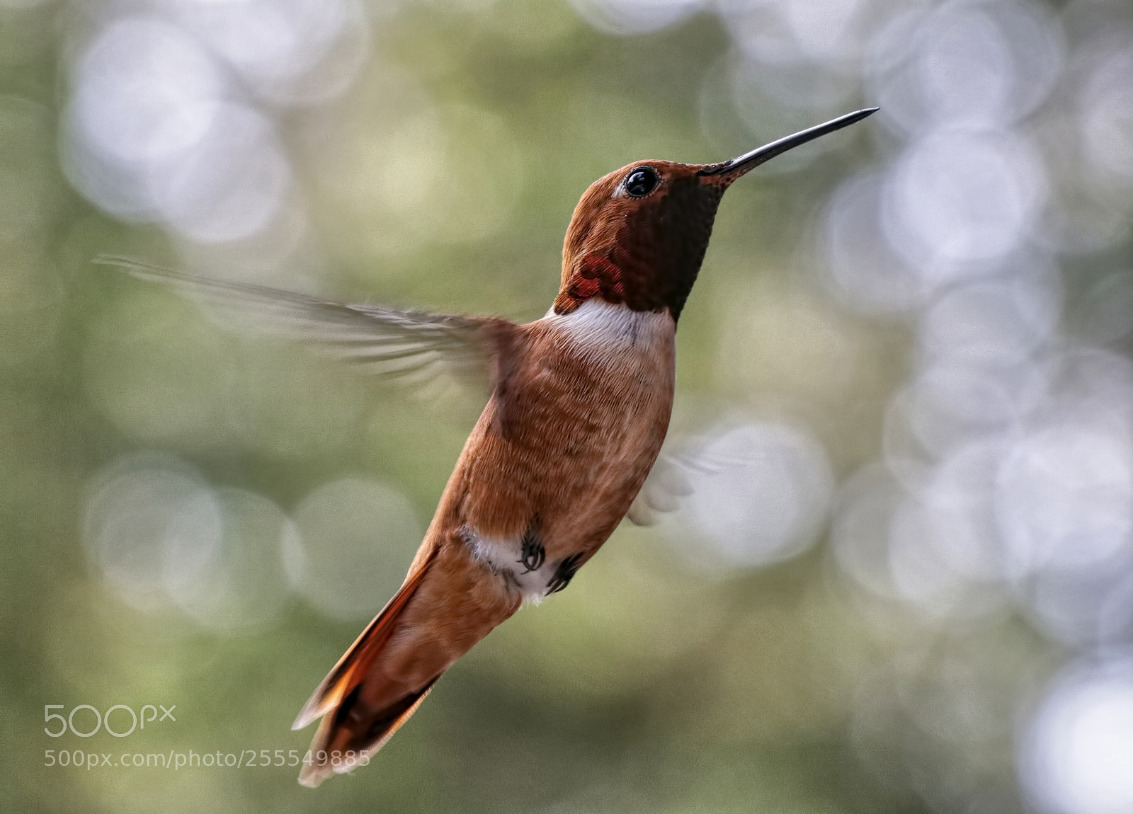 Canon EOS 80D sample photo. April humming bird ii photography