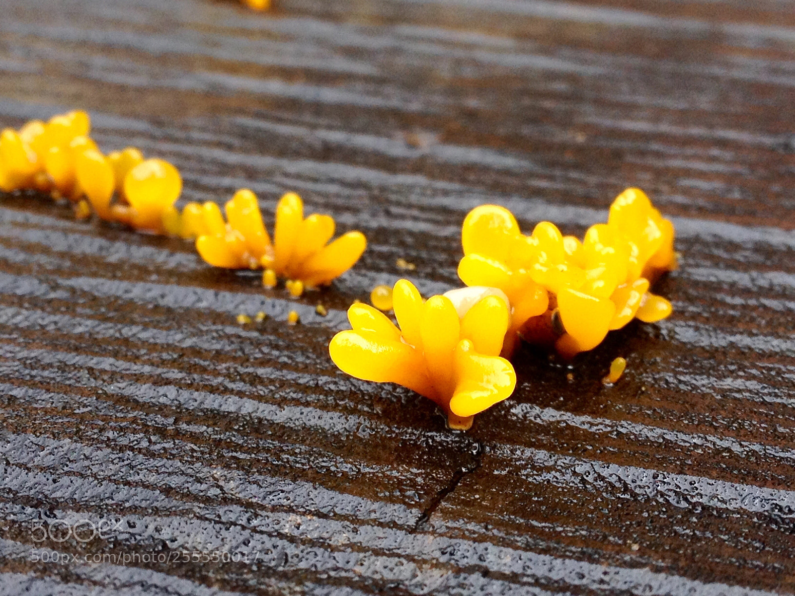 Apple iPhone 4S sample photo. Untitled photography