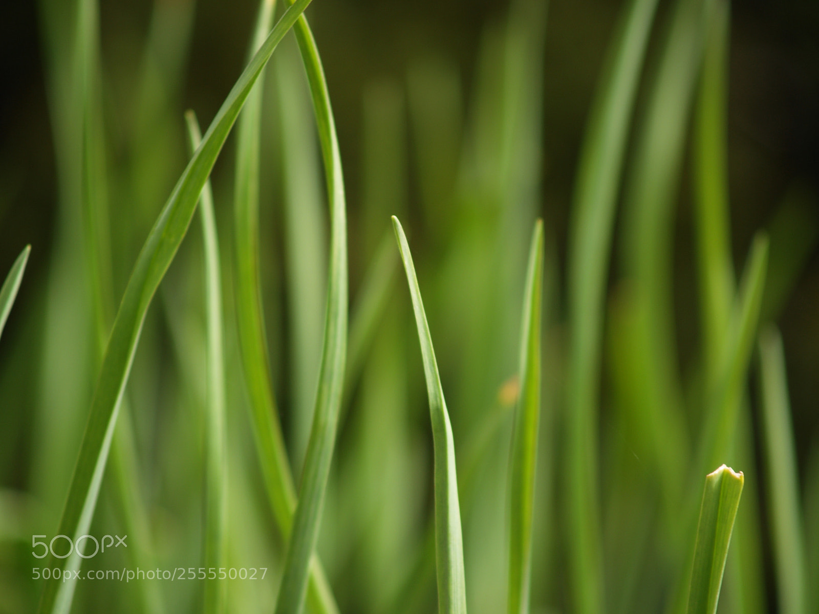 Olympus E-300 (EVOLT E-300) sample photo. Loveliness of green photography