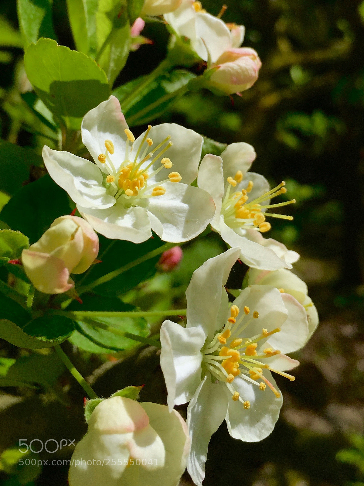 Apple iPhone 6 sample photo. Ahhhh - springtime sun photography