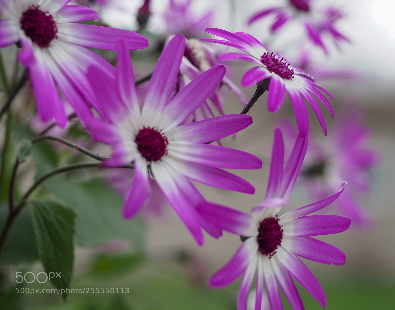 Olympus OM-D E-M1 Mark II sample photo. Spring flowers photography