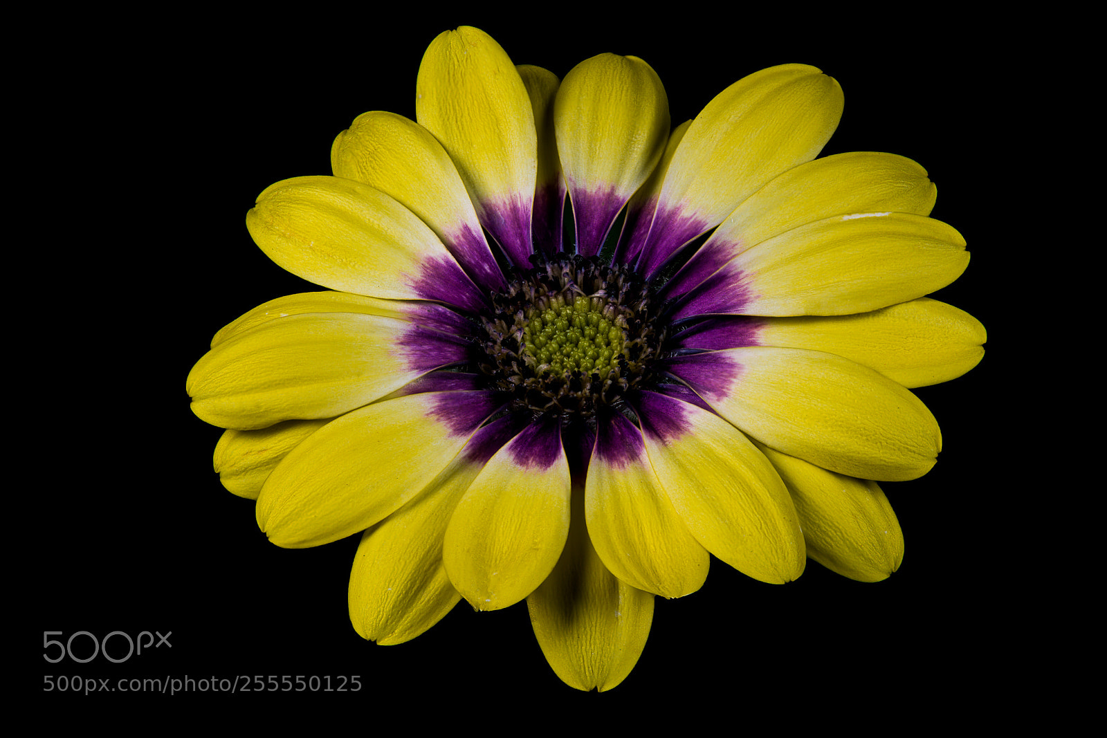 Sony a7R II sample photo. Daisy photography