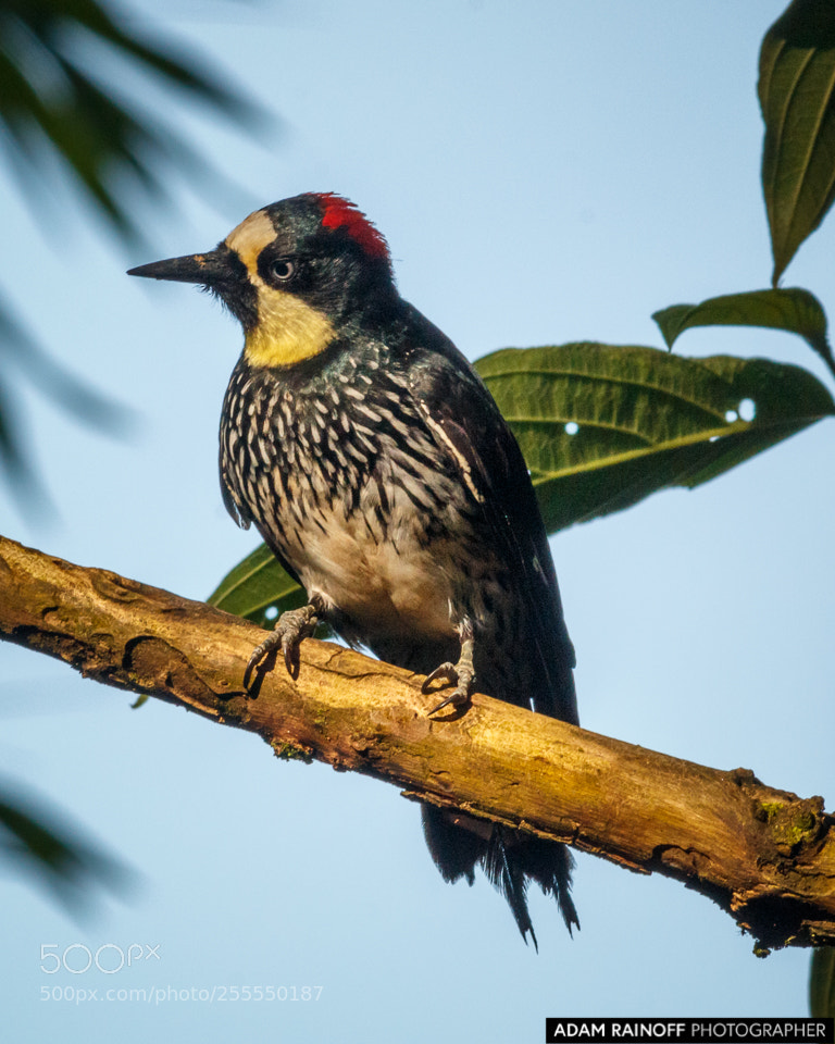Canon EOS 70D sample photo. Acorn woodpecker alcazares manizales photography