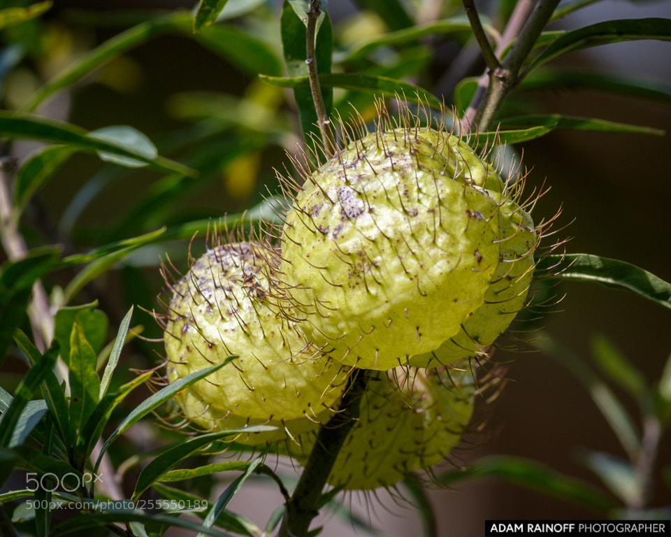 Canon EOS 70D sample photo. Balloon plant milkweed alcazares photography