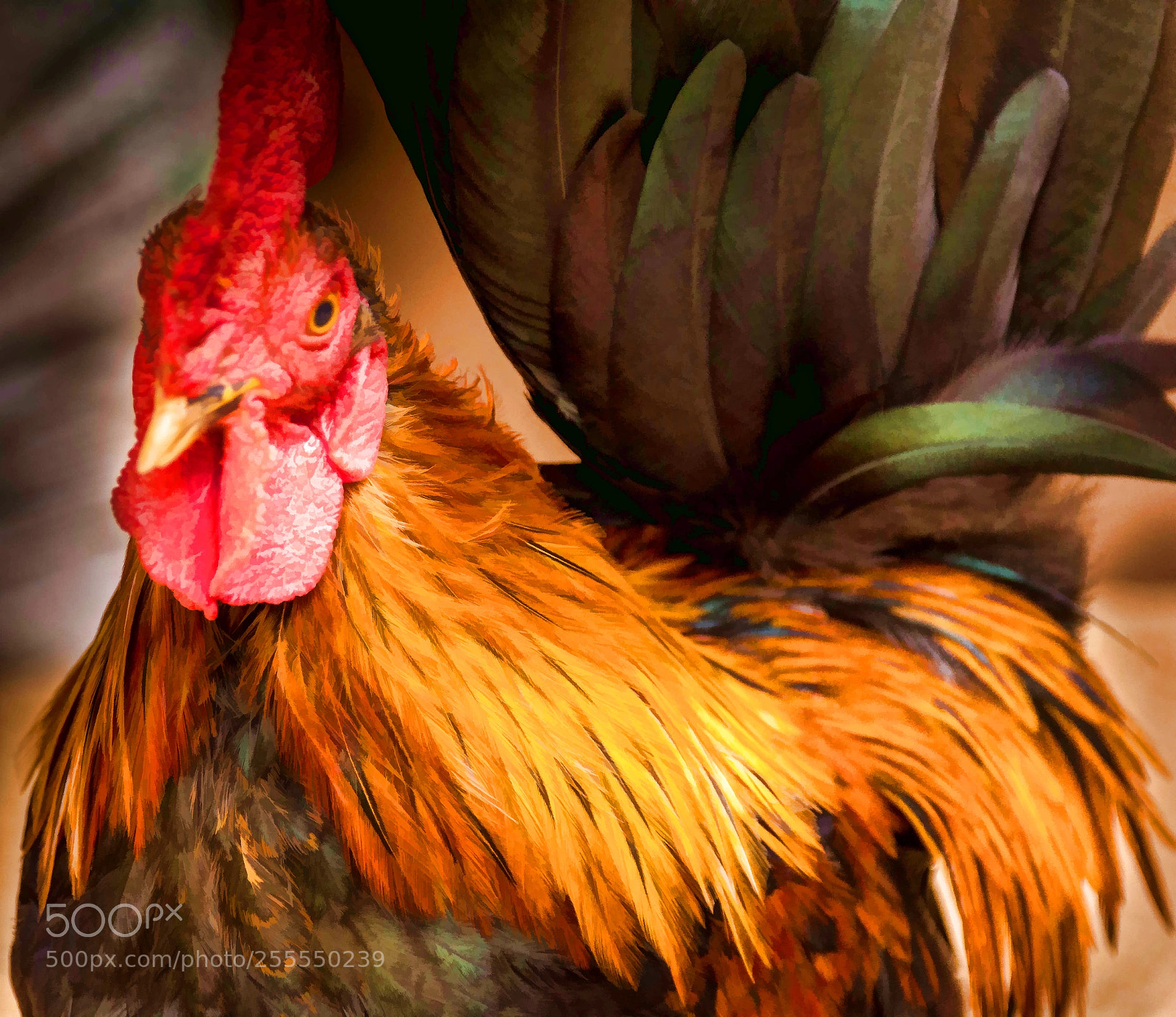 Nikon D5200 sample photo. Rooster (of ) jpg paint photography