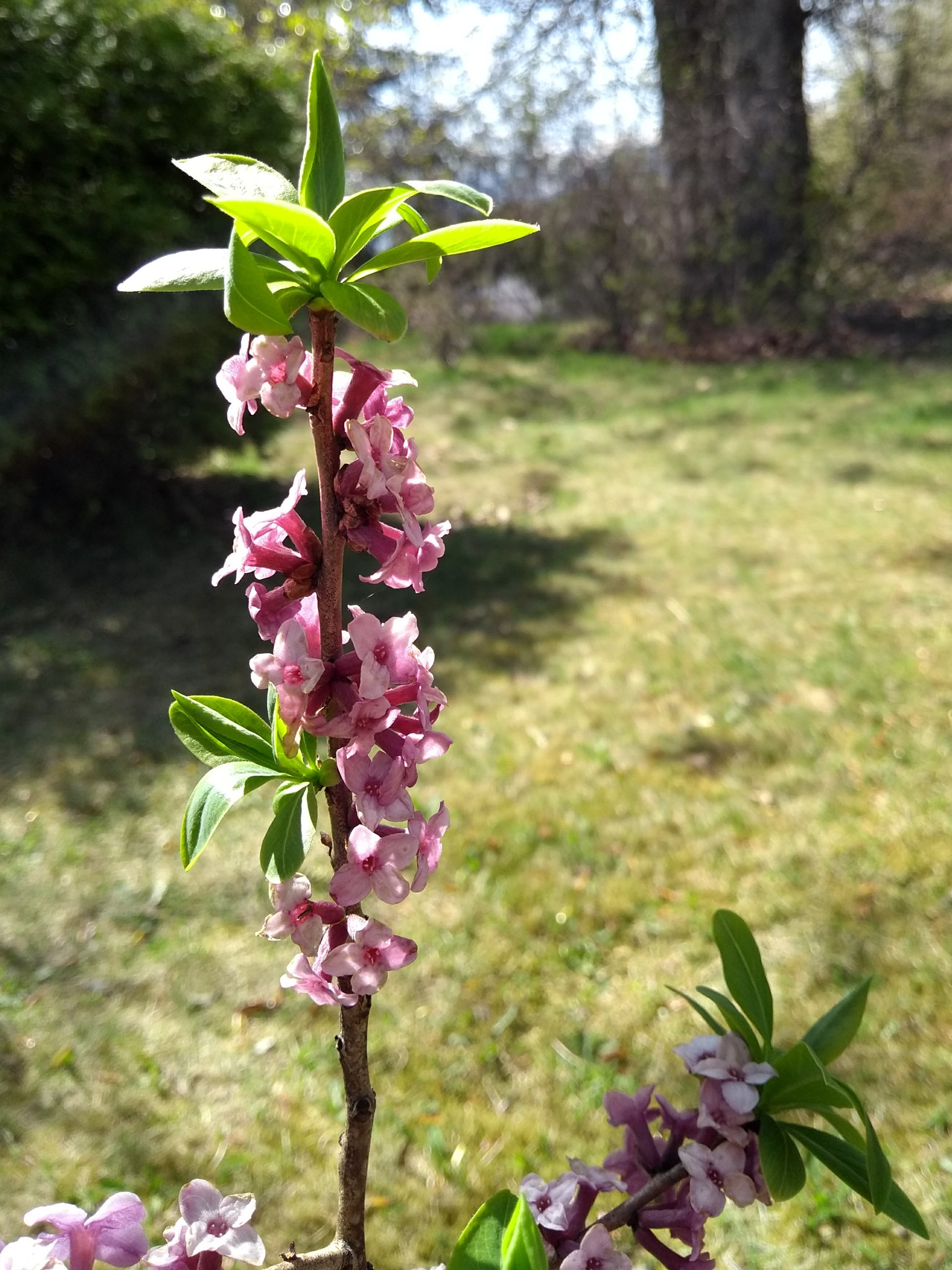 Motorola Moto G (5th Gen) sample photo. April flowers photography