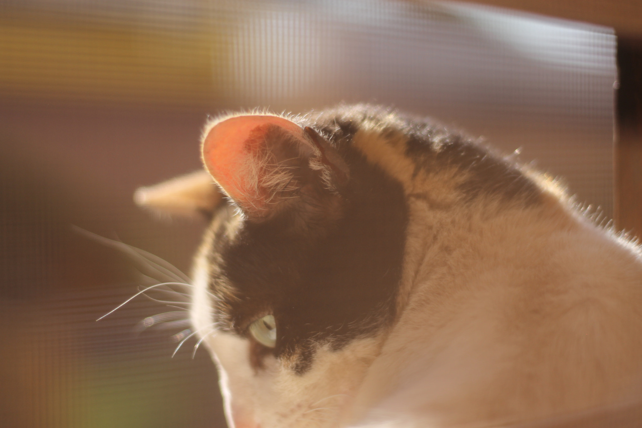 Canon EOS 1100D (EOS Rebel T3 / EOS Kiss X50) + Canon EF 50mm F1.8 STM sample photo. Cat eye photography