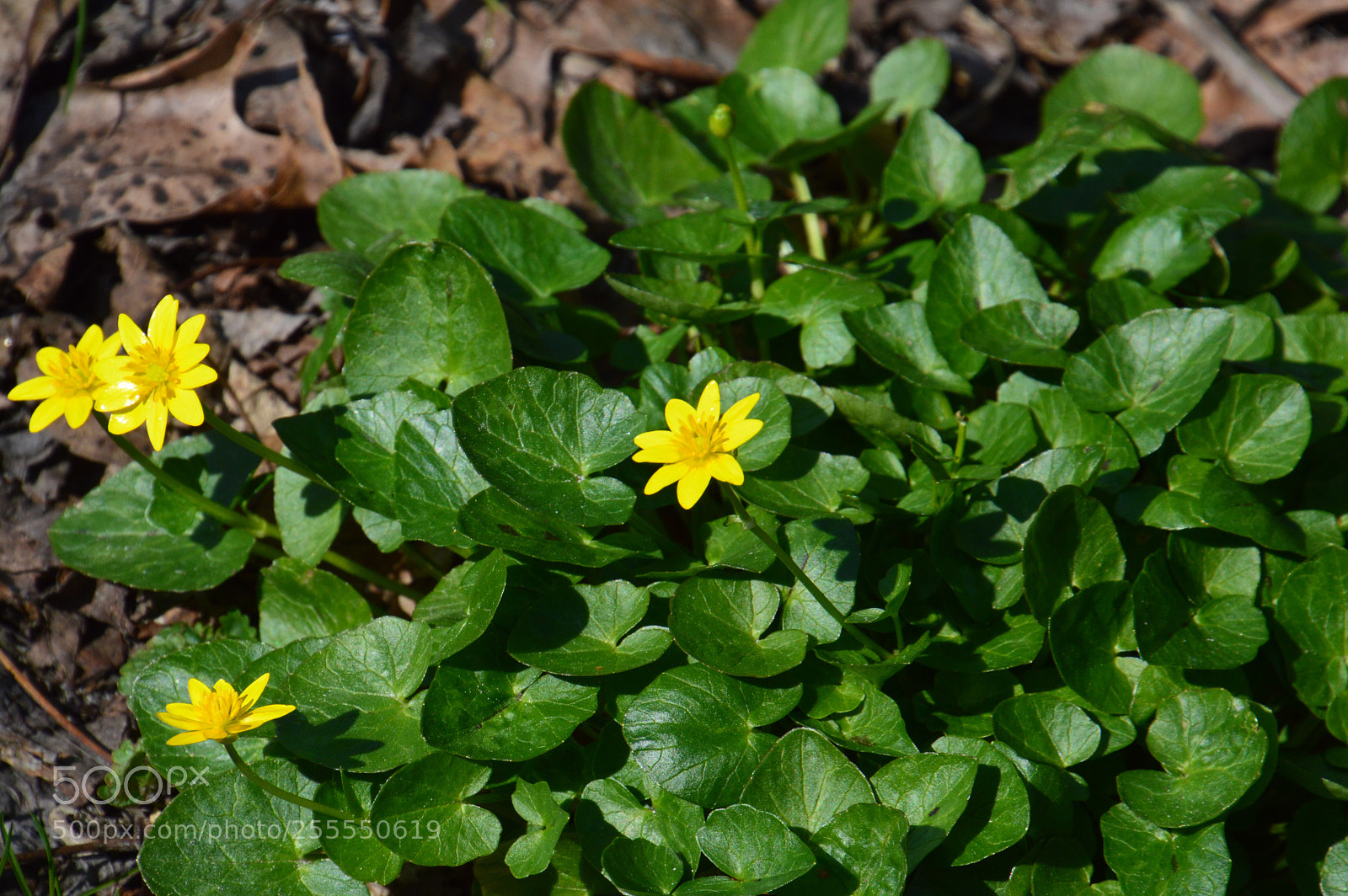 Nikon D3200 sample photo. Finally spring photography