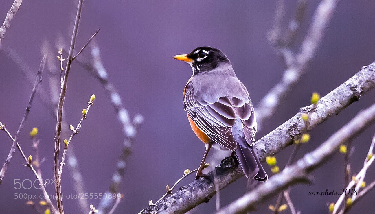 Canon EOS 7D Mark II sample photo. Robin photography