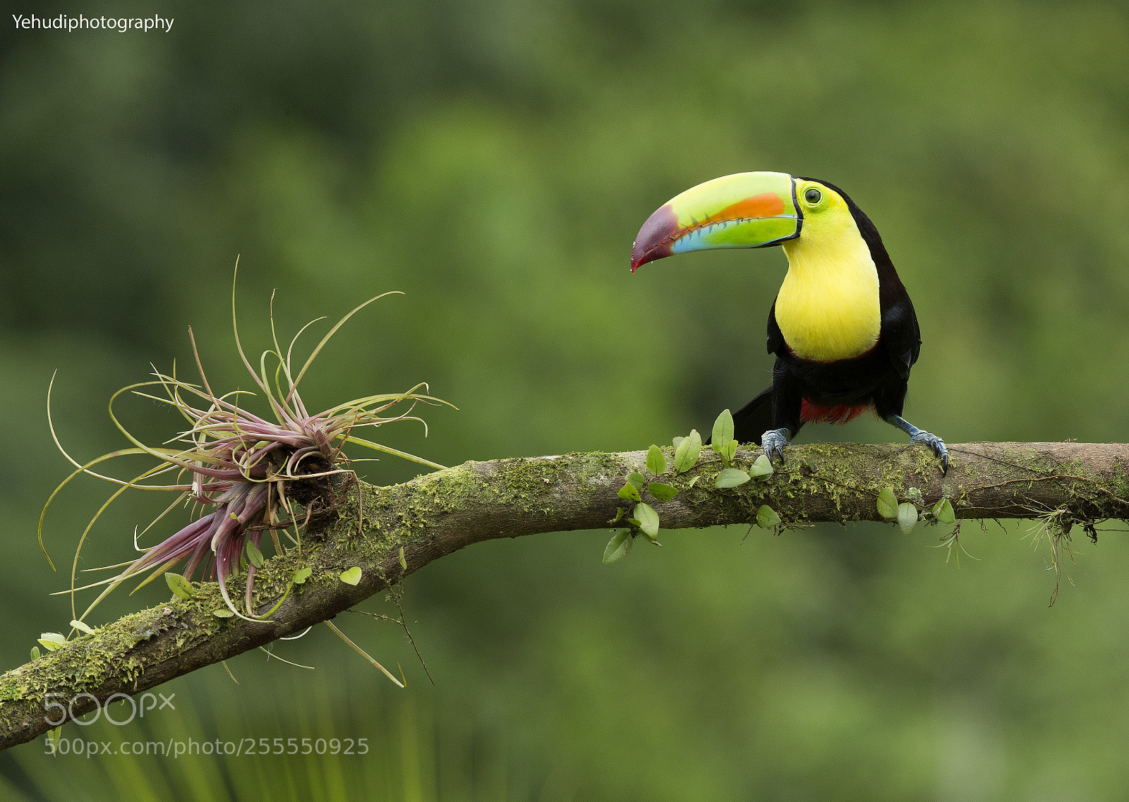 Canon EOS-1D X sample photo. Keel billed toucan photography
