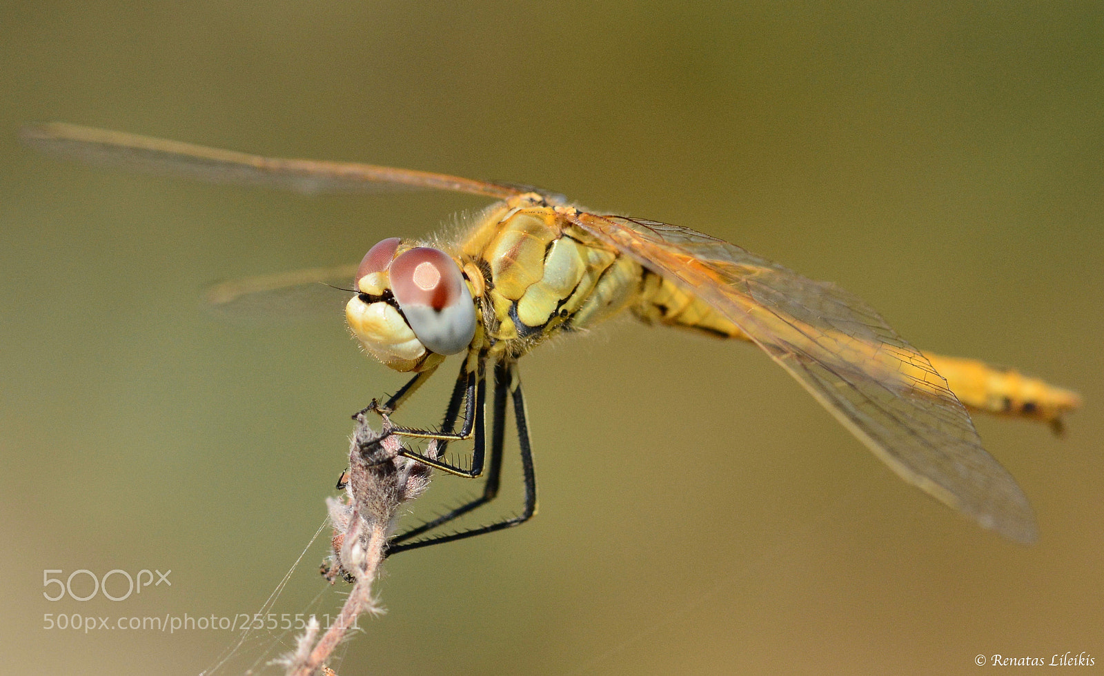 Nikon D7100 sample photo. Dragonfly photography