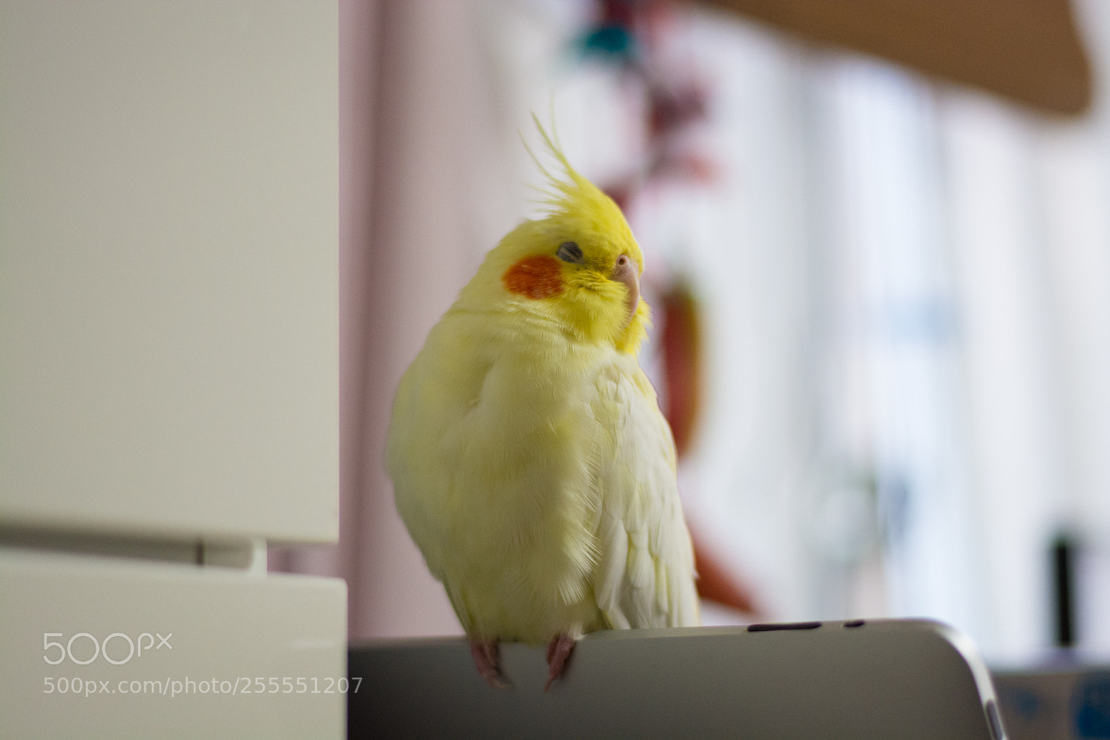 Nikon D7100 sample photo. Zzz... photography
