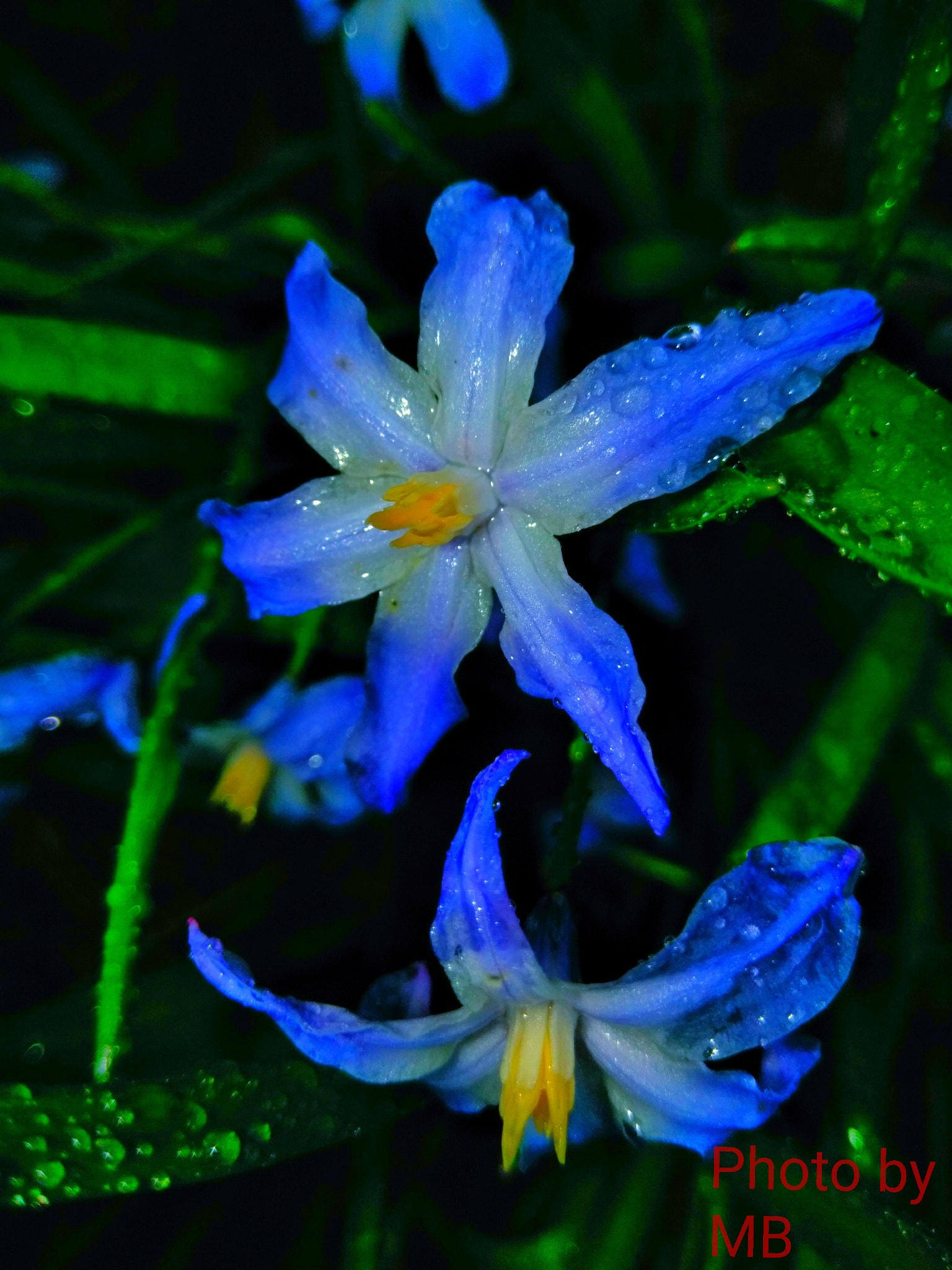 ZTE BLADE ZMAX sample photo. Blue flowers photography