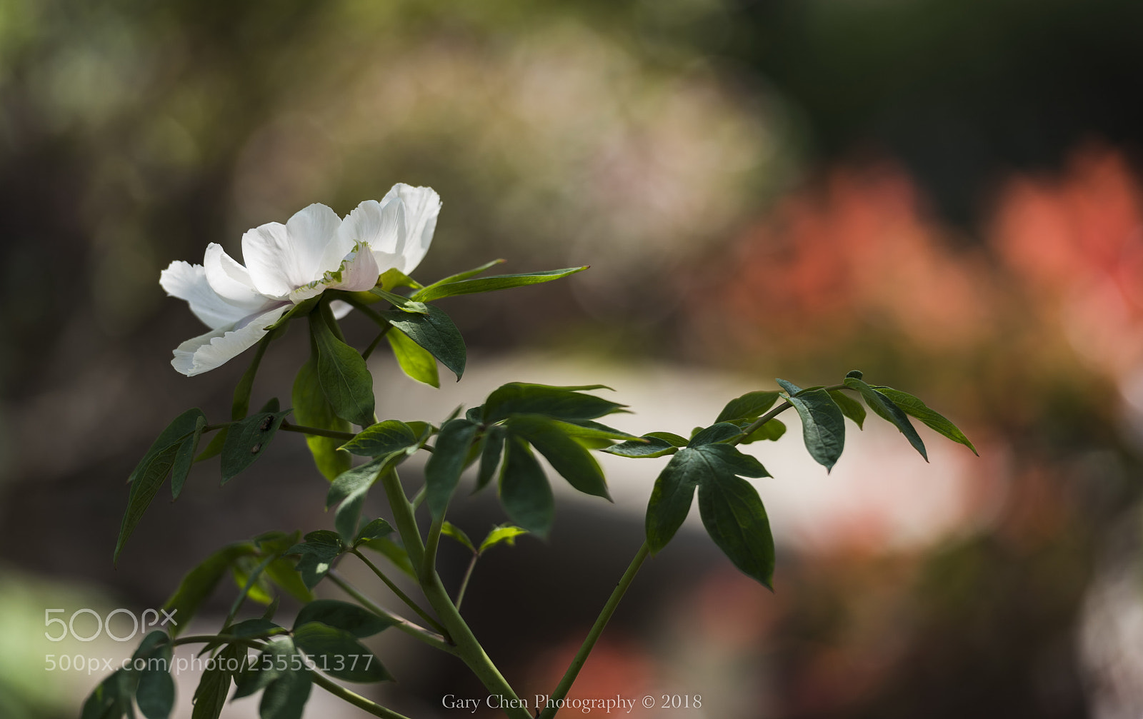 Nikon D810 sample photo. 陶醉 inebriety photography