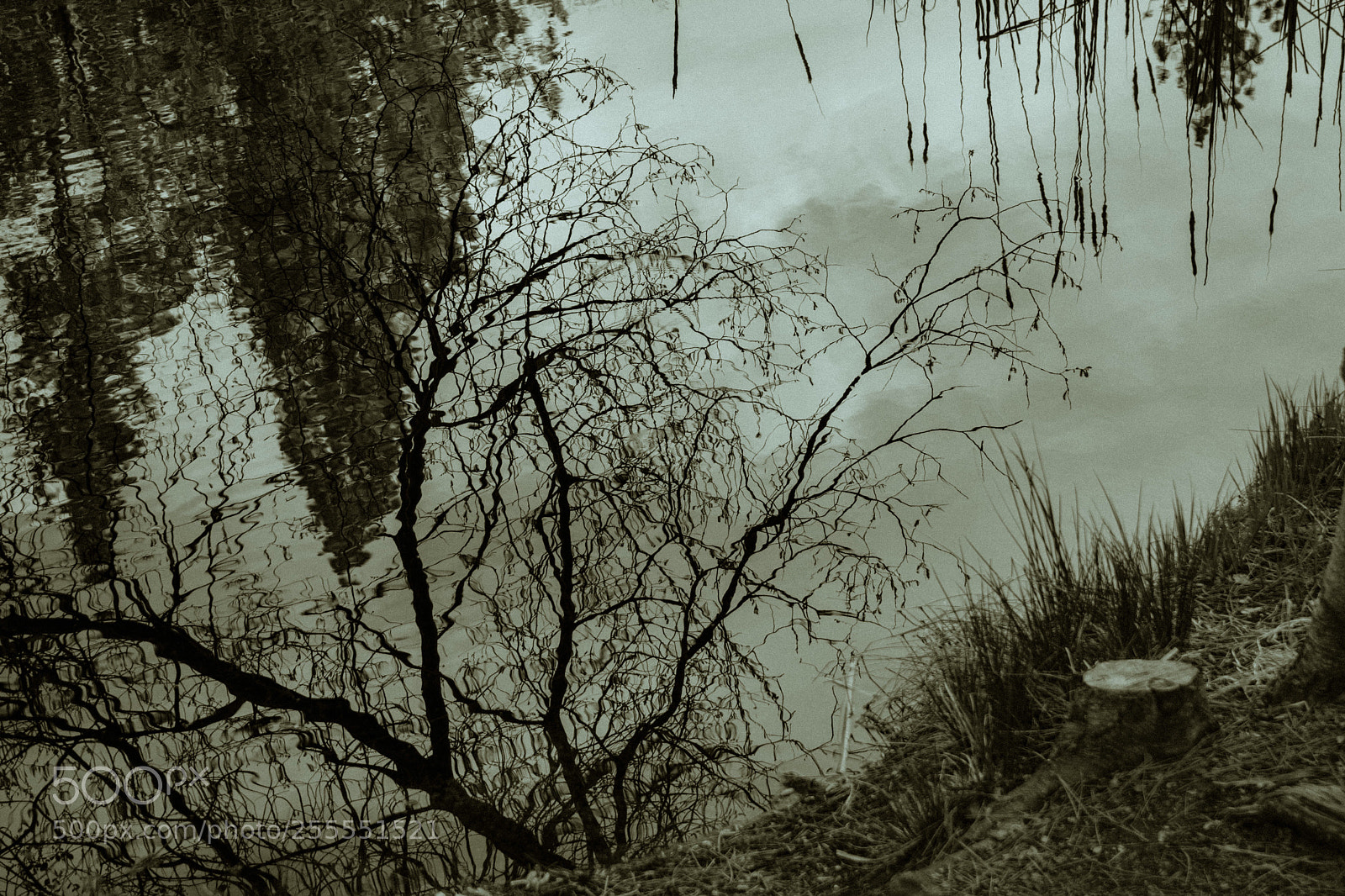 Nikon D3300 sample photo. Reflections and ripples photography