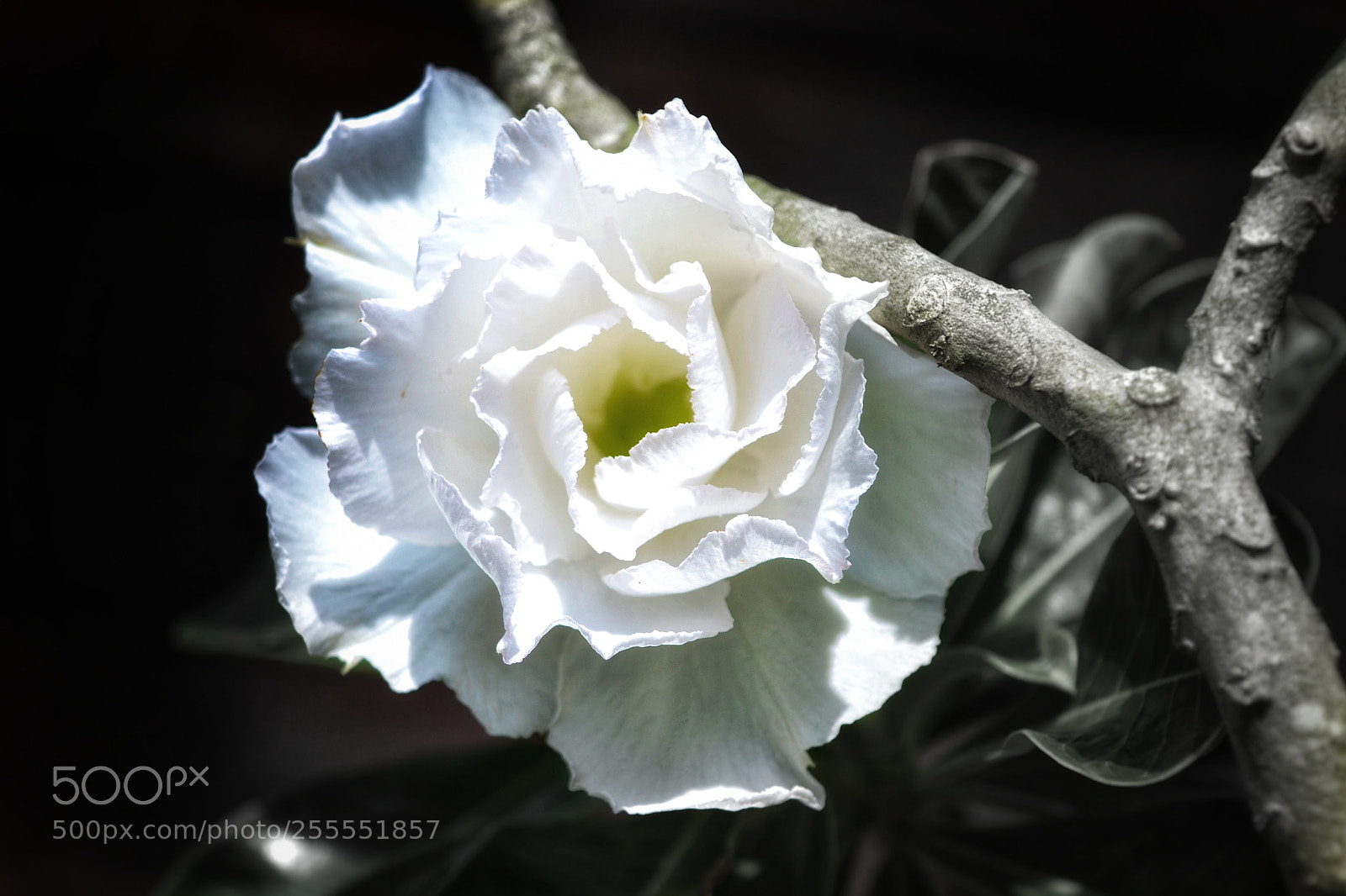 Nikon D3100 sample photo. Sorrow photography