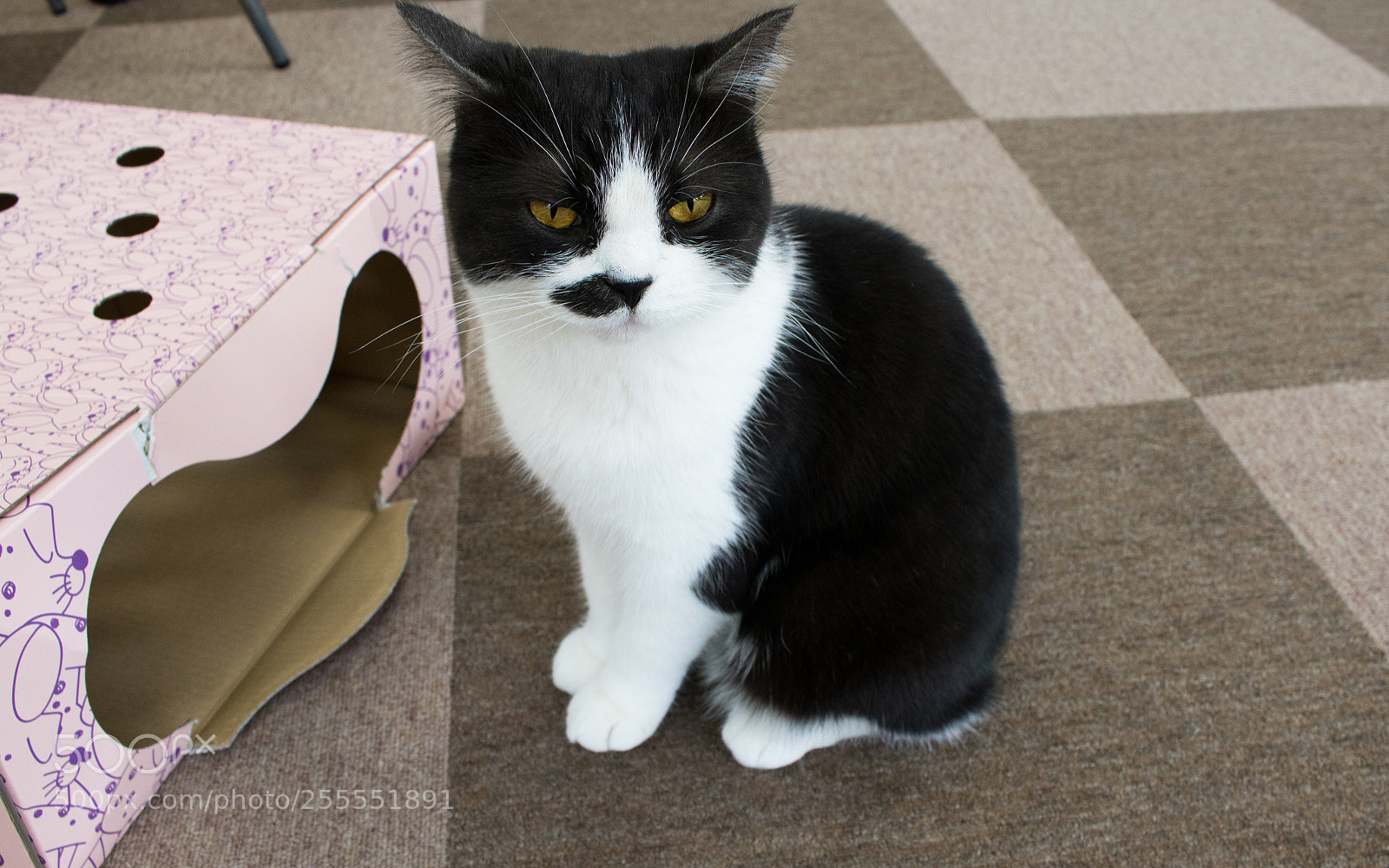 Canon EOS 750D (EOS Rebel T6i / EOS Kiss X8i) sample photo. Cat cafe photography