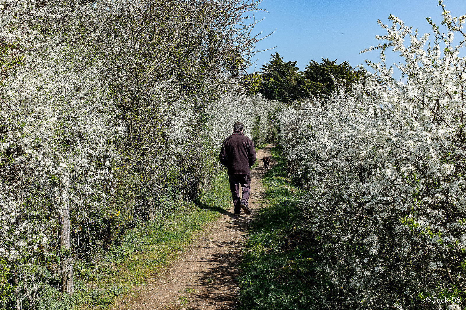 Fujifilm X100T sample photo. Haie d'honneur photography