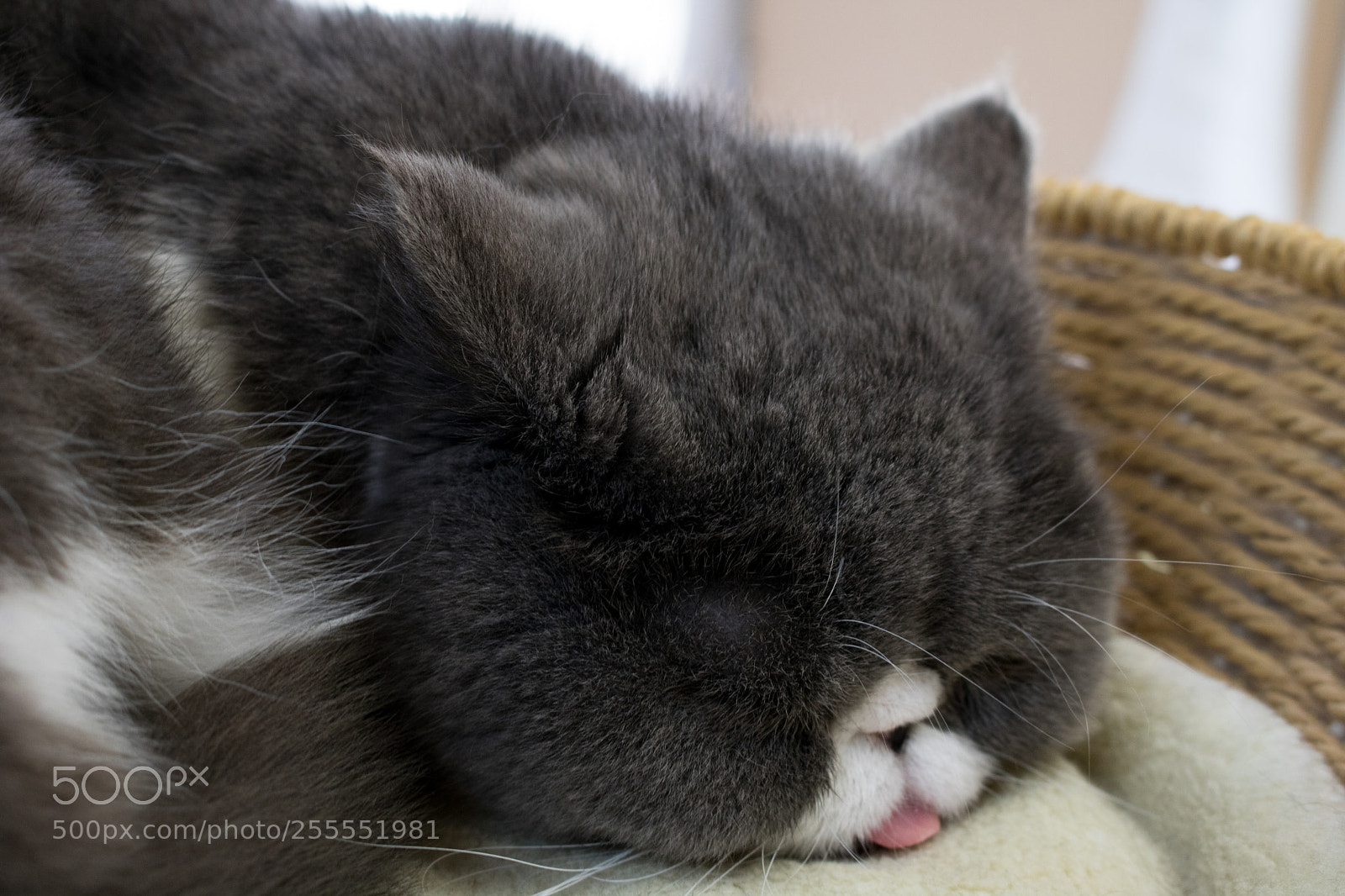 Canon EOS 750D (EOS Rebel T6i / EOS Kiss X8i) sample photo. Blep photography