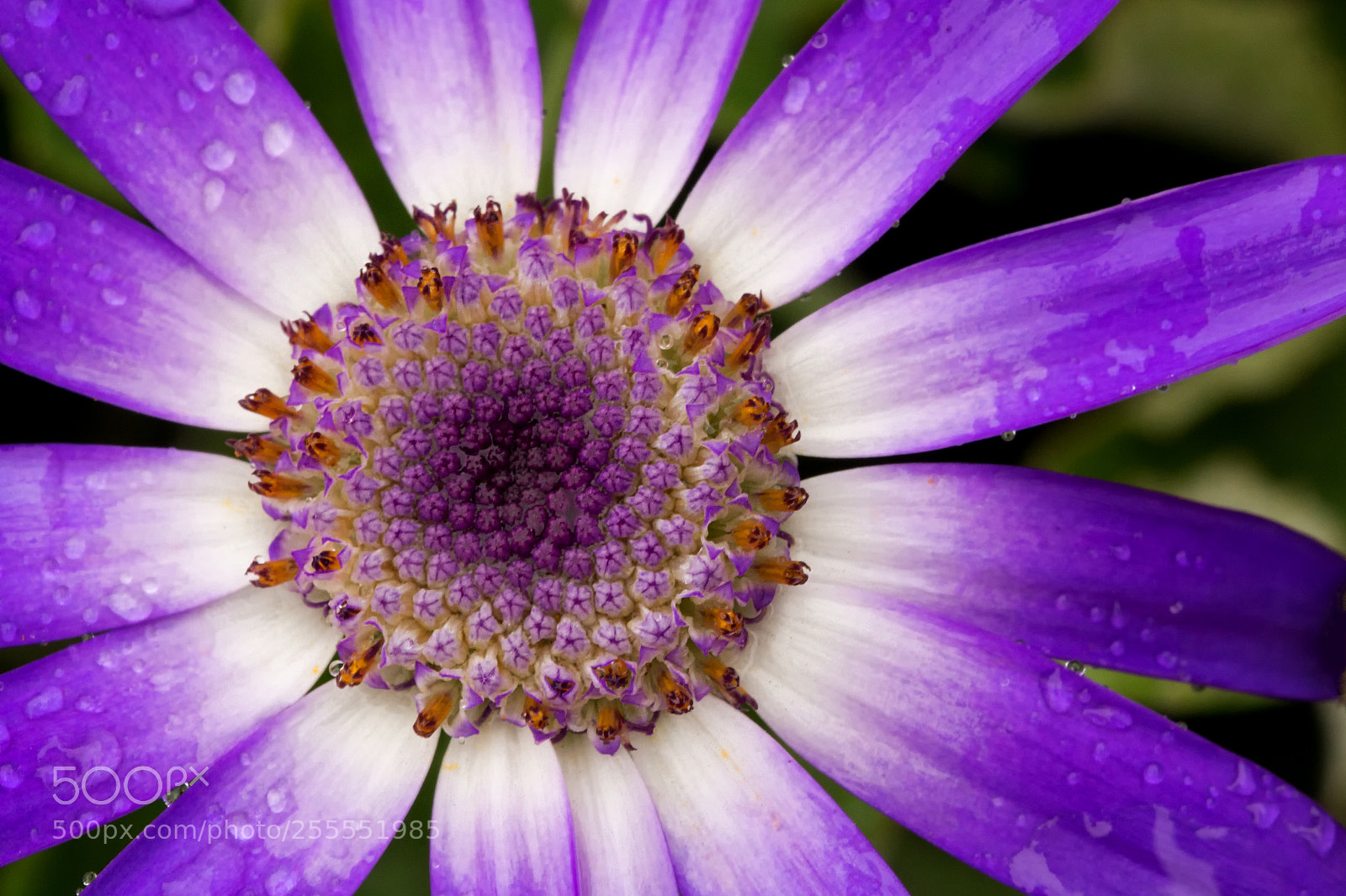Canon EOS 700D (EOS Rebel T5i / EOS Kiss X7i) sample photo. From my garden photography