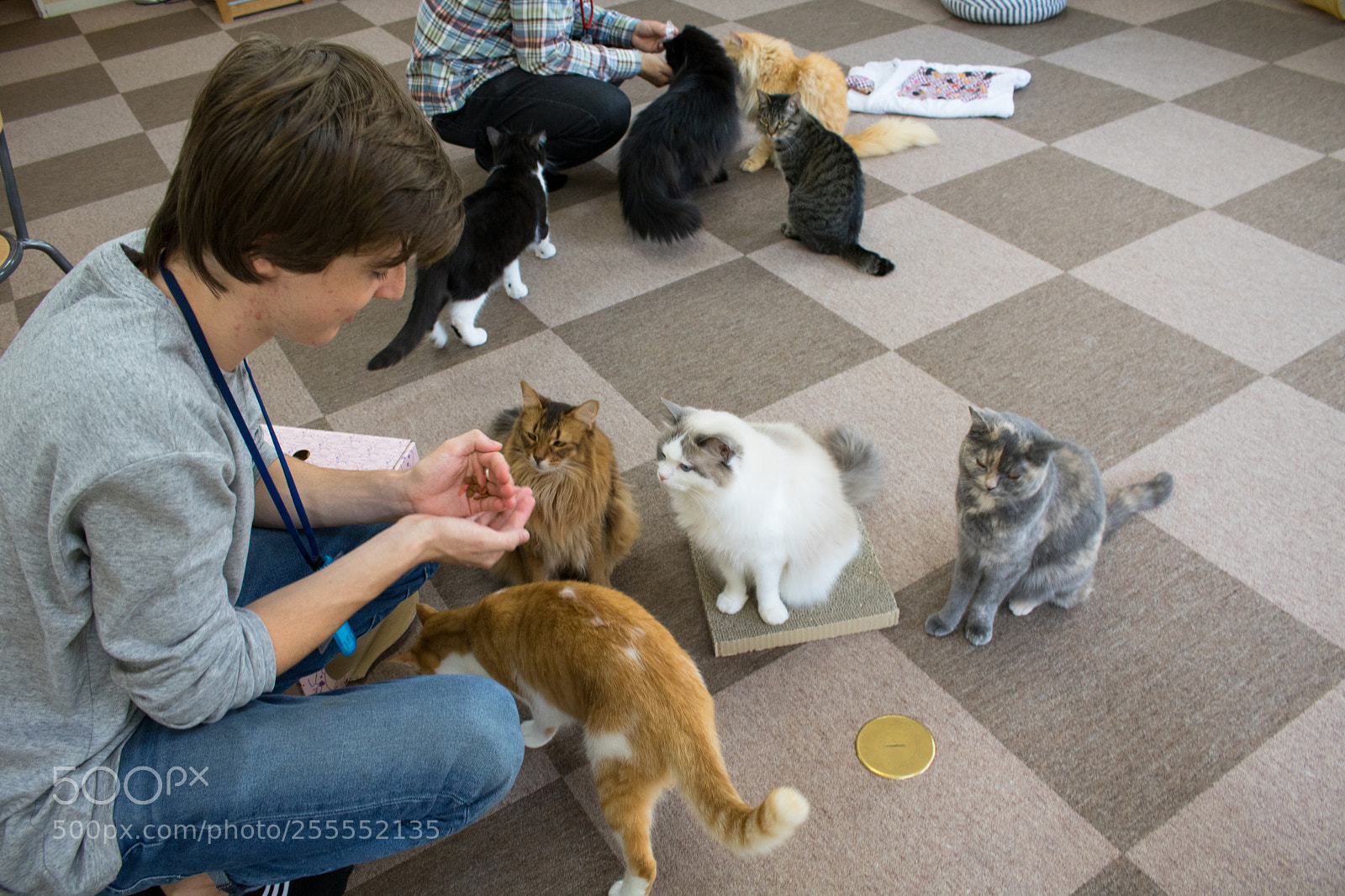 Canon EOS 750D (EOS Rebel T6i / EOS Kiss X8i) sample photo. Cat cafe photography