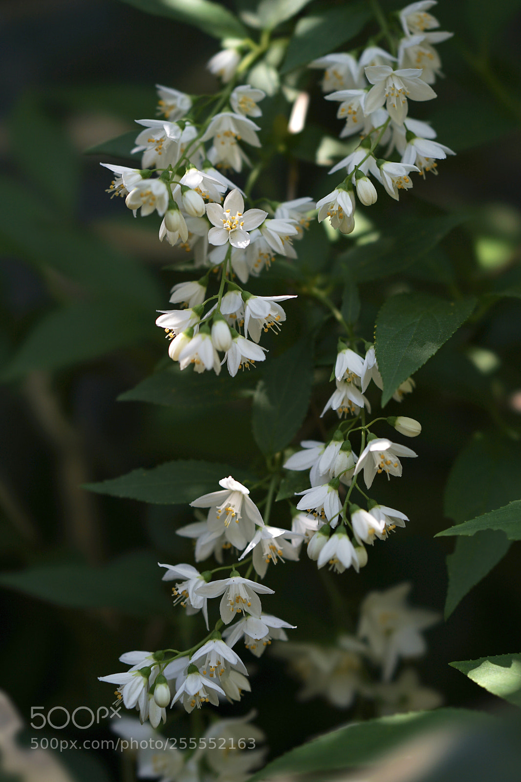 Sony a7 II sample photo. Look this way! photography