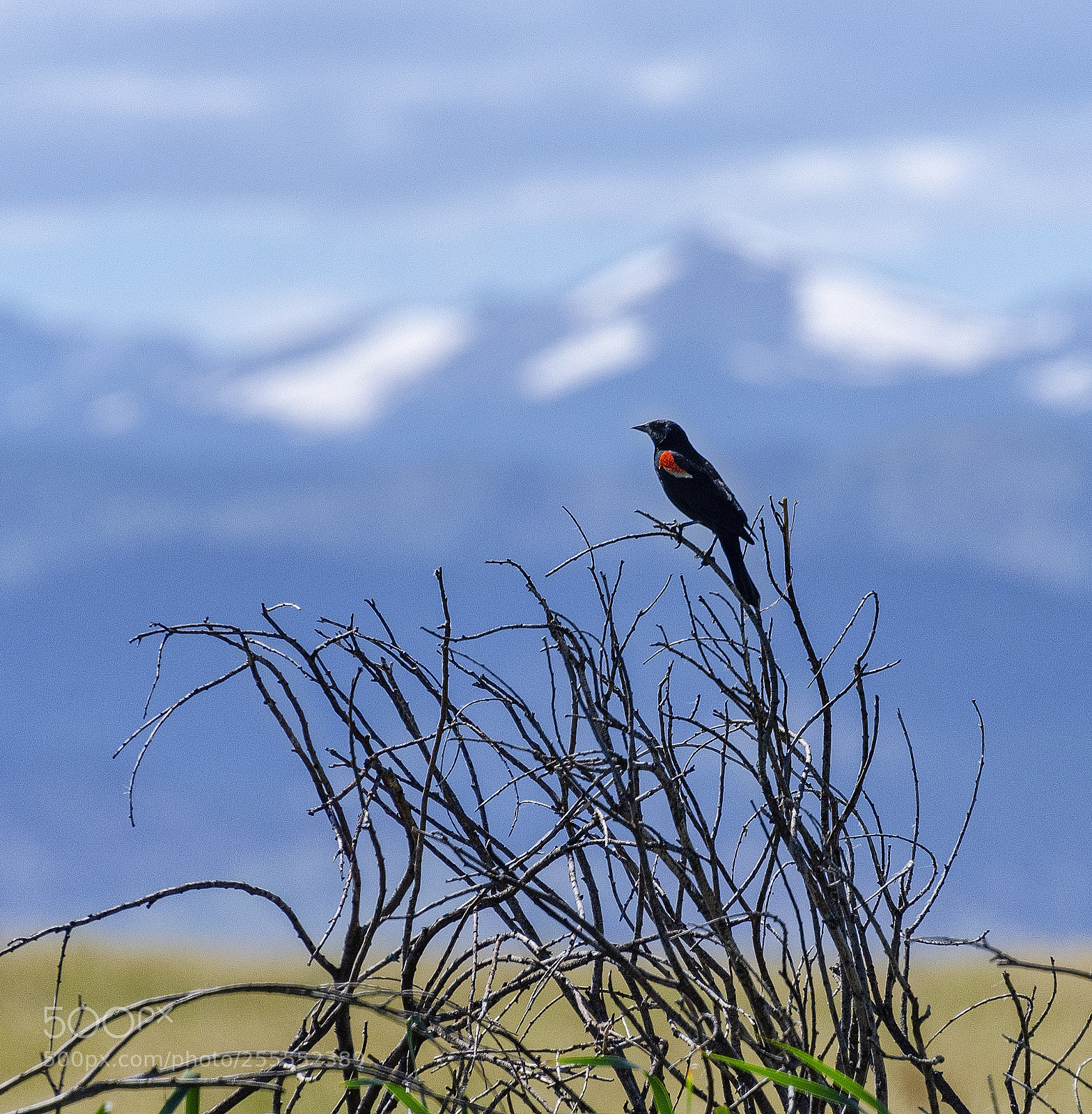 Nikon D7000 sample photo. Bird in context photography