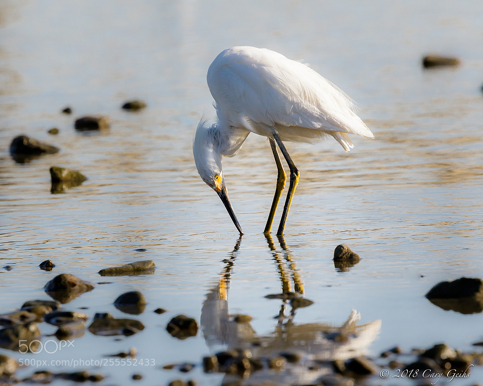 Canon EOS 7D Mark II sample photo. Snowy egret photography