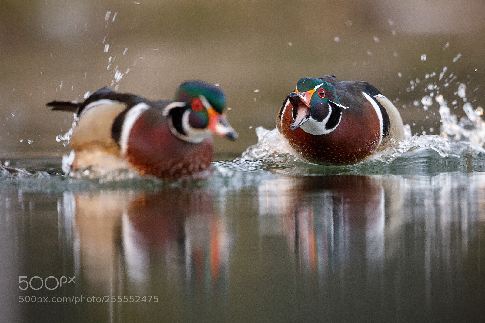 Canon EOS 5D Mark IV sample photo. Wood ducks photography