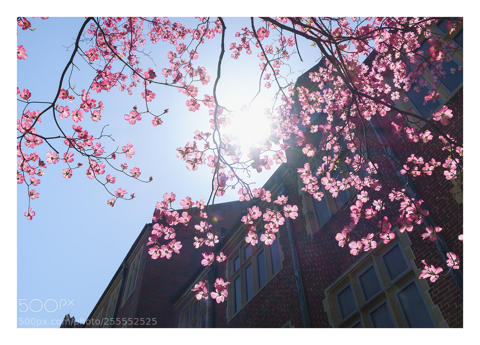 Fujifilm X-E1 sample photo. The shinning dogwood ... photography
