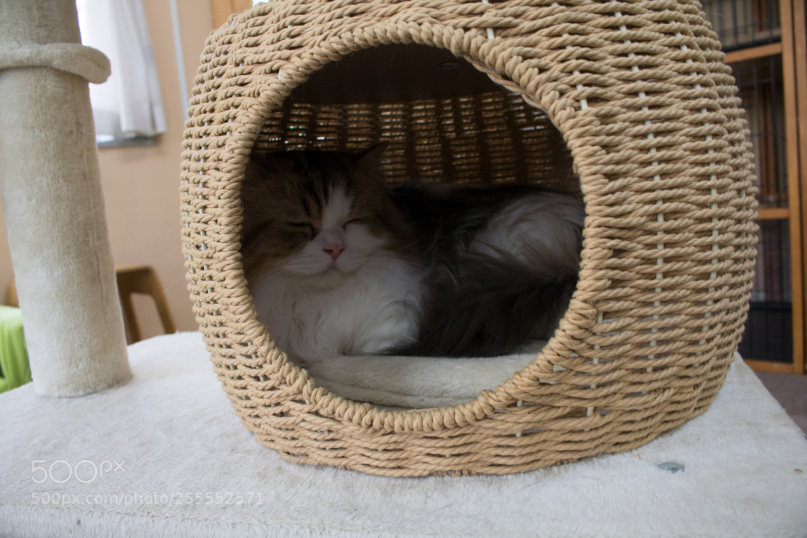 Canon EOS 750D (EOS Rebel T6i / EOS Kiss X8i) sample photo. Sleeping kitty photography