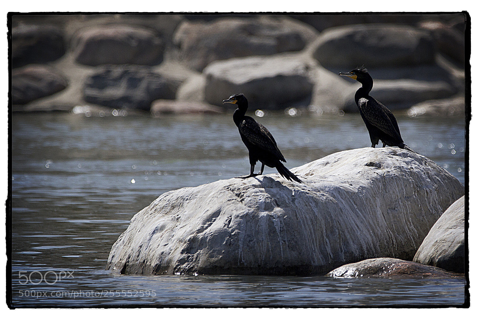 Canon EOS 7D sample photo. Double-crested cormorants. photography