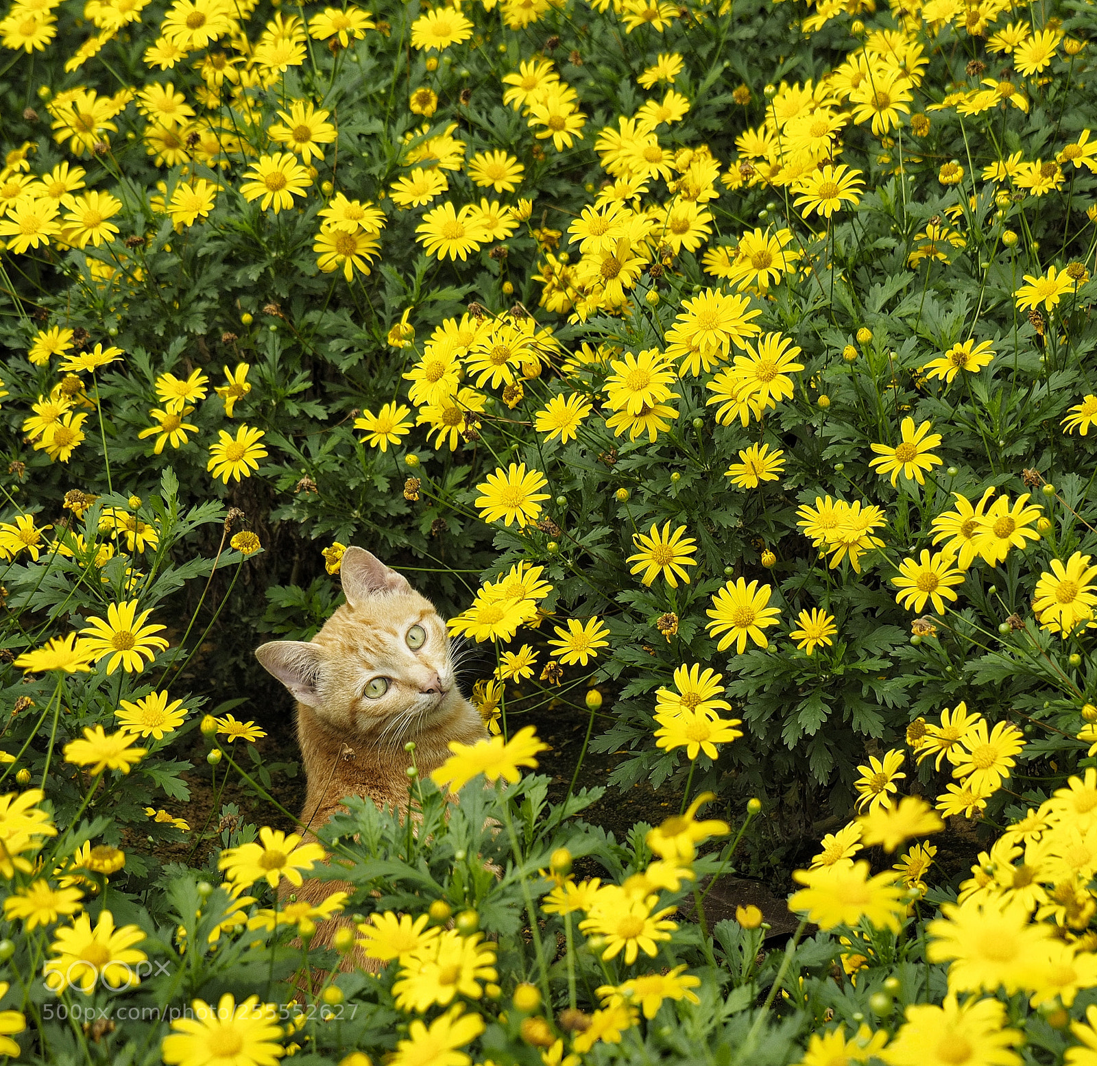 Olympus OM-D E-M1 sample photo. Cat in the garden photography
