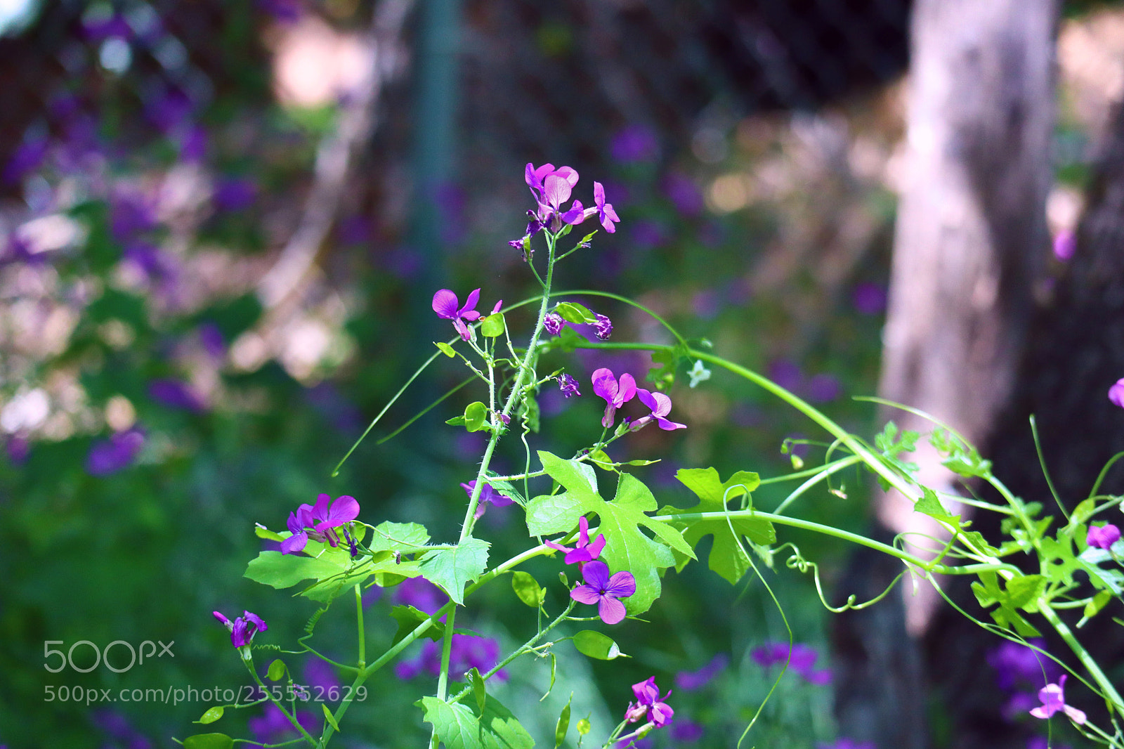 Canon EOS M50 (EOS Kiss M) sample photo. Macro wildflower vine photography