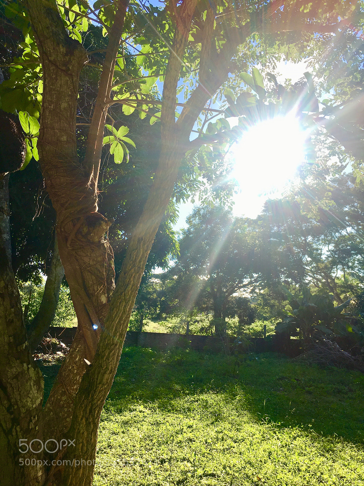 Apple iPhone 6s sample photo. Untitled photography