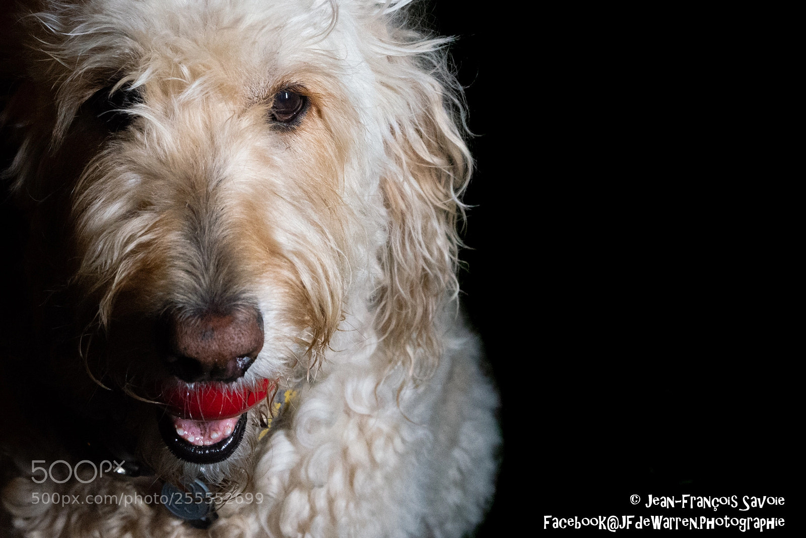 Nikon D600 sample photo. Shining doodle in the photography