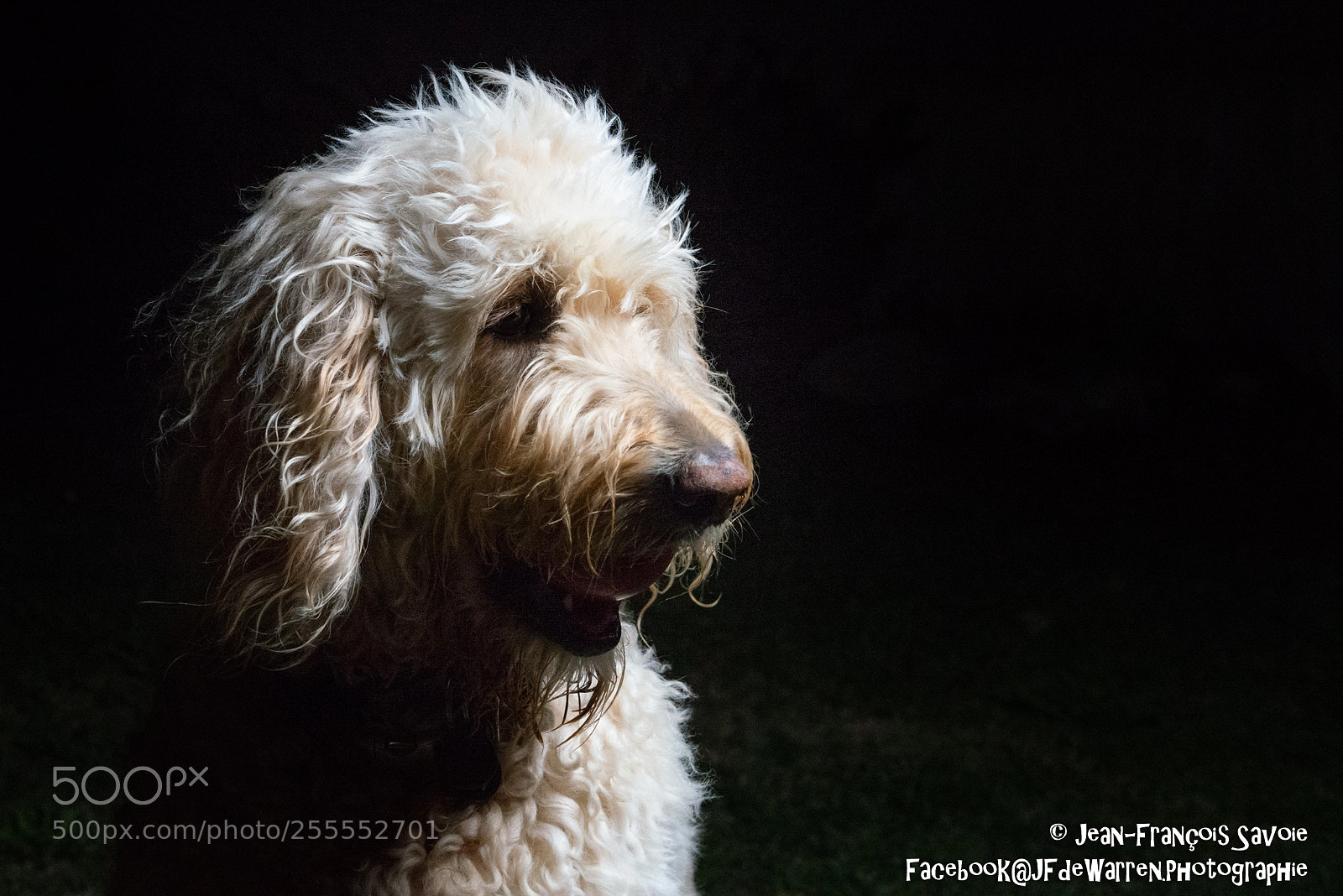 Nikon D600 sample photo. Shining doodle in the photography