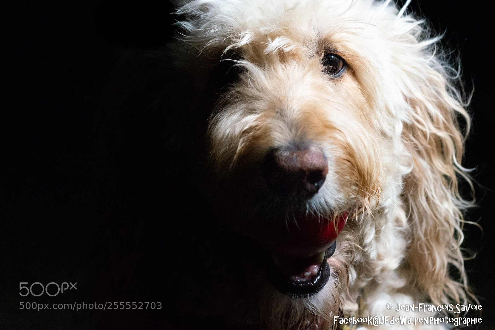 Nikon D600 sample photo. Shining doodle in the photography